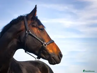 Irish Draught horses 17.2 WB x Irish Draft Restart Project NO novices - Advert 2