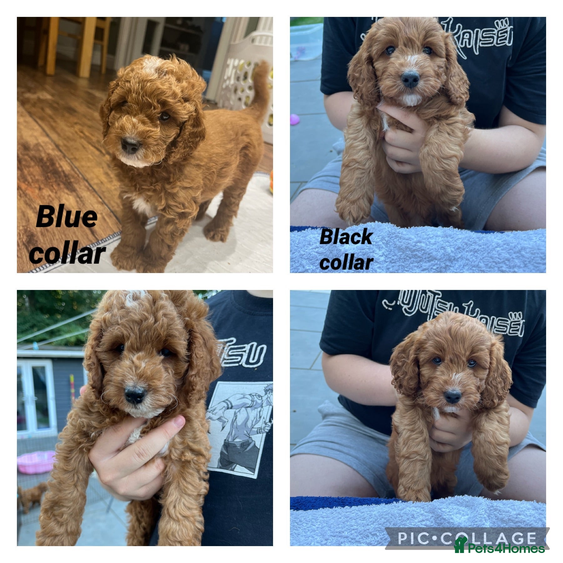 Cockapoo dogs Gorgeous Cockapoo Puppies - Advert 16