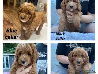 Cockapoo dogs Gorgeous Cockapoo Puppies - Advert 3