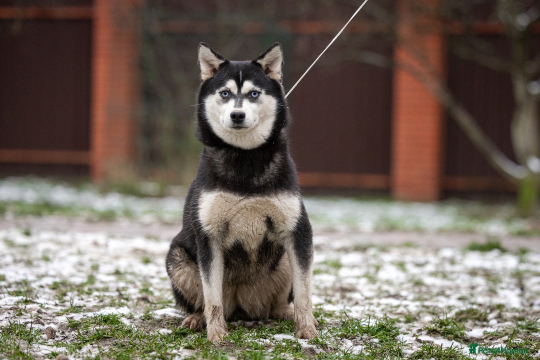Siberian Husky dogs for adoption: LARA – Female Siberian Husky - Advert 5