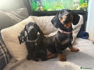 Dachshund dogs for sale: Dachshund puppy male - Advert 1
