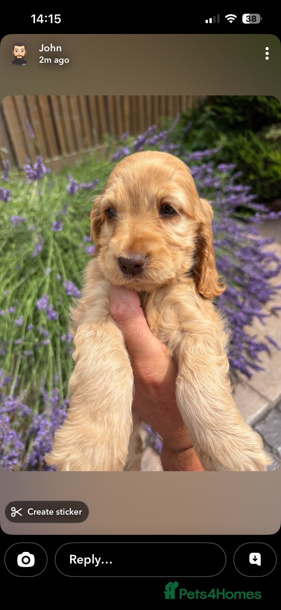Cocker Spaniel dogs READY SOON 🐾 LAST GOLDEN GIRL 🩷  - Advert 1