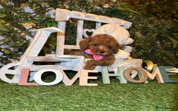 Toy Poodle dogs for sale: Beautiful Red Toy Poodle Puppies – Ready Now  - Image 5