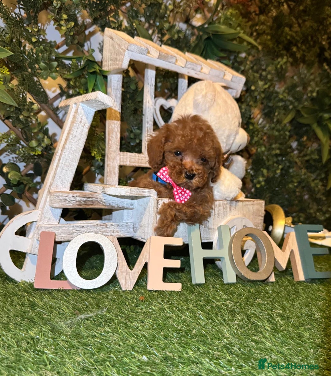 Toy Poodle dogs for sale: Beautiful Red Toy Poodle Puppies – Ready Now  - Image 5