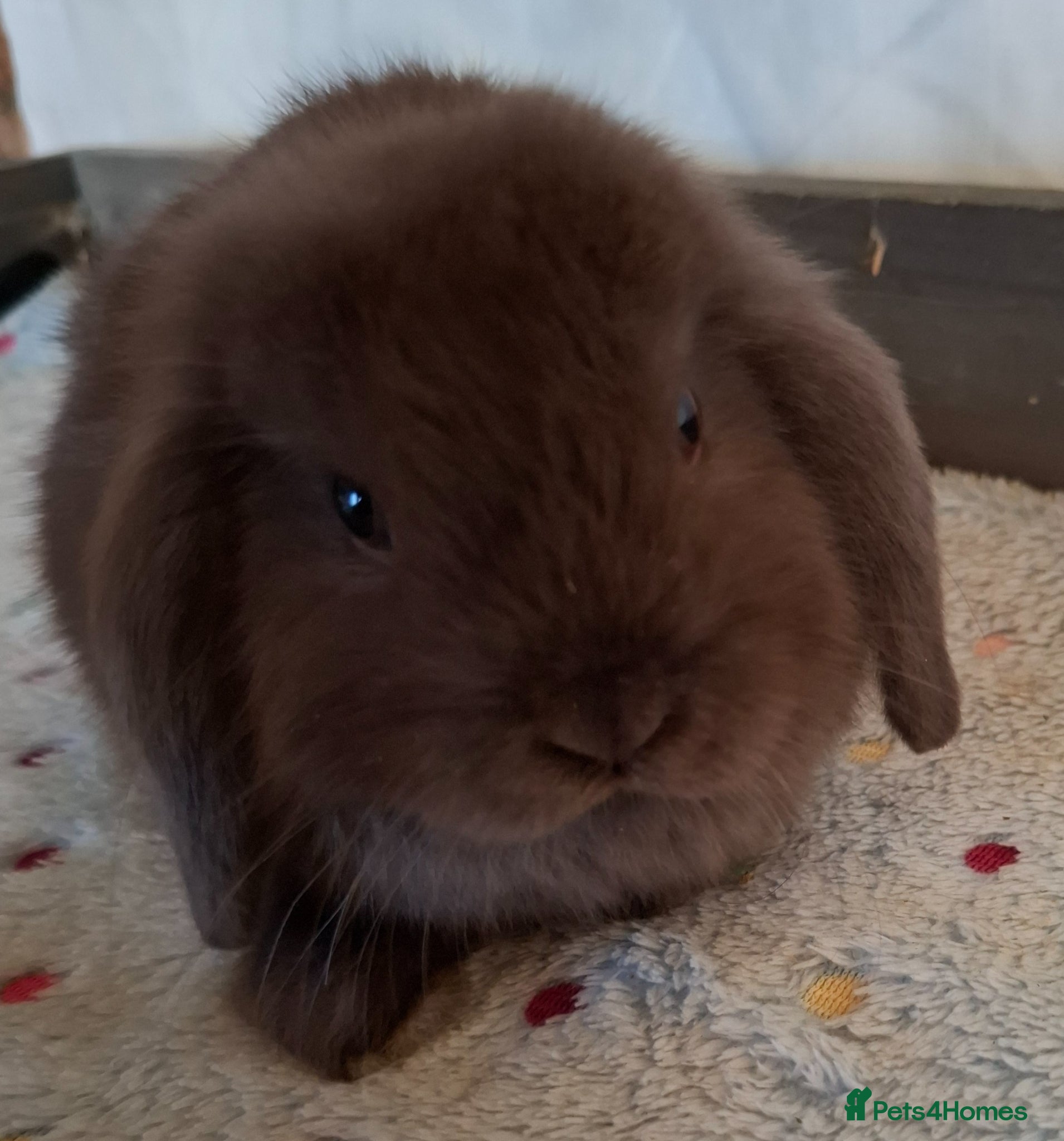Mini Lop rabbits Mini lop bucks and does - Advert 2