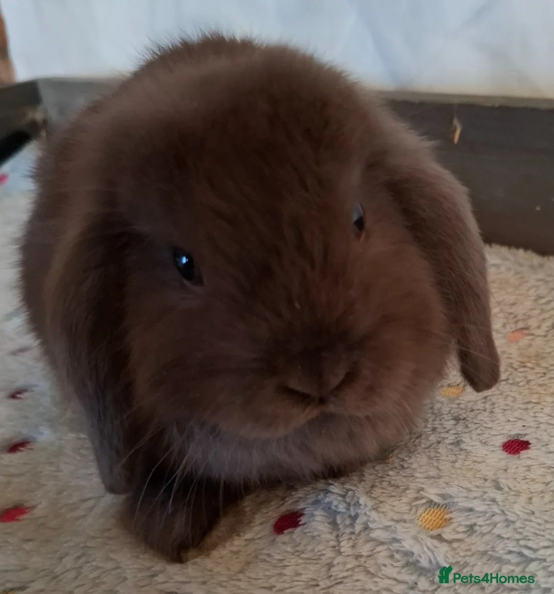 Mini Lop rabbits for sale: Mini lop bucks and does - Advert 1