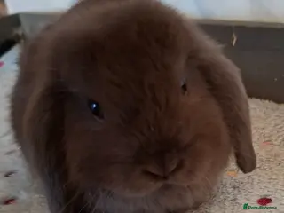 Mini Lop rabbits Mini lop bucks and does - Advert 1