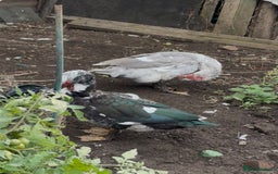 Ducks poultry for sale: Muscovy duck - Image 2