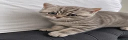 British Shorthair cats for sale: WHITE BSH kittens for sale - Advert 8