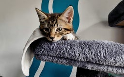 Mixed Breed cats for sale: Three lovely kittens are looking for forever home - Image 13