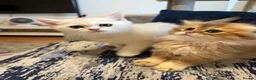 Scottish Fold cats for sale: Scottish Fold Kittens – High Quality . - Advert 6