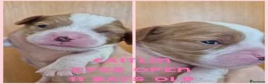 Caitlin 