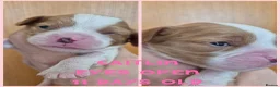 Cavalier King Charles Spaniel dogs for sale: Rkc reg Cavalier Puppies 2 x girls AVAILABLE  - Advert 13