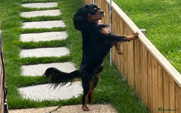Cavalier King Charles Spaniel dogs for stud: Black & Tan cavalier King Charles spaniel stud  in Ferryhill - Image 3