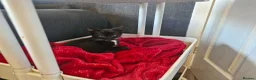Mixed Breed cats for sale: 5 male 1 female kittens  - Advert 4