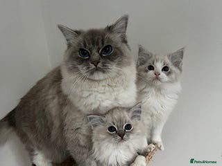 Ragdoll cats GCCF Registered Ragdoll Kittens - Advert 1