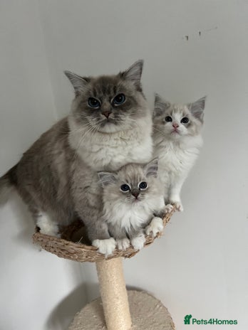 Ragdoll cats GCCF Registered Ragdoll Kittens - Advert 4