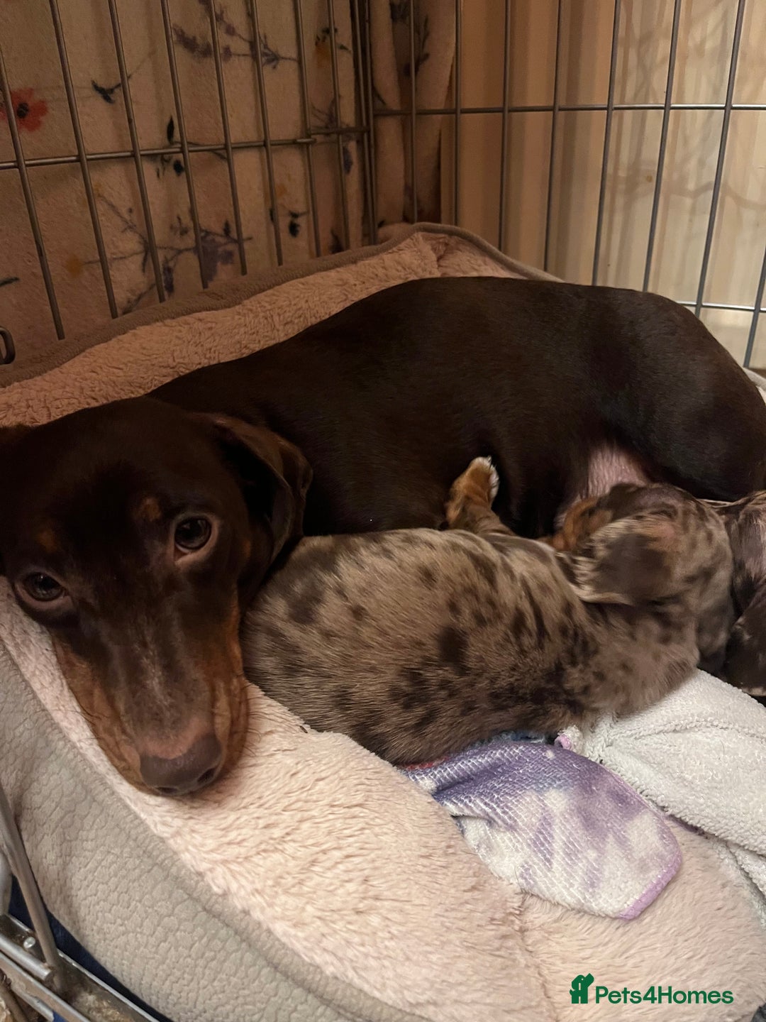 Miniature Dachshund dogs for sale: Miniature Dachshund  - Advert 30