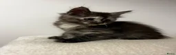 Maine Coon cats for sale: Beautiful Maine Coon Kittens - Advert 13