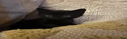 Mixed Breed cats for sale: 4 kittens ready for forever homes  - Advert 10