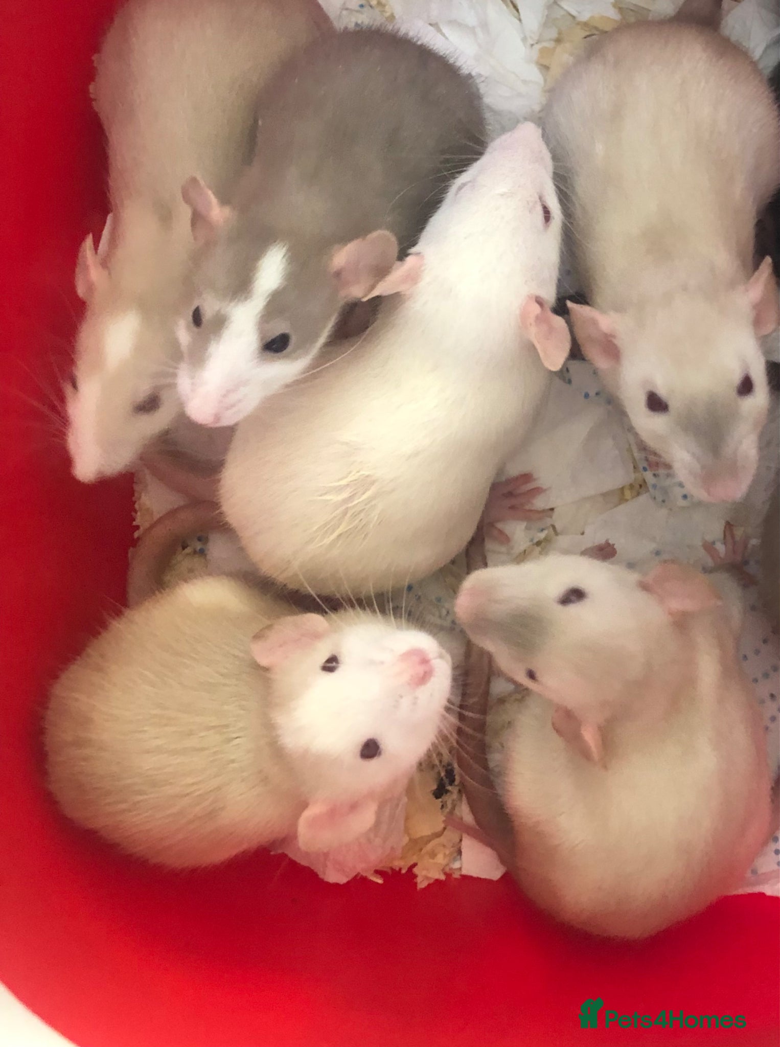 Rat rodents Baby dumbo rats - Advert 2