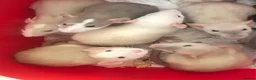 Rat rodents for sale: Baby dumbo rats - Advert 1