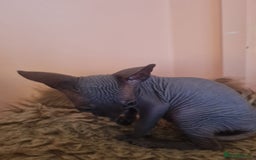 Sphynx cats for sale: Sphynx kittens - Image 10