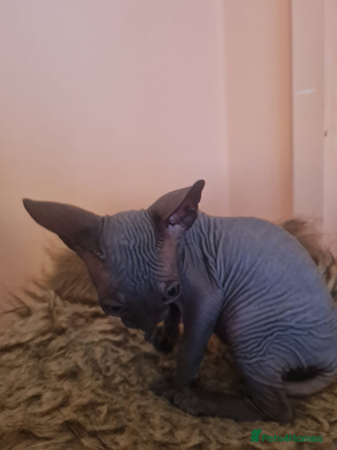 Sphynx cats for sale: Sphynx kittens - Image 10