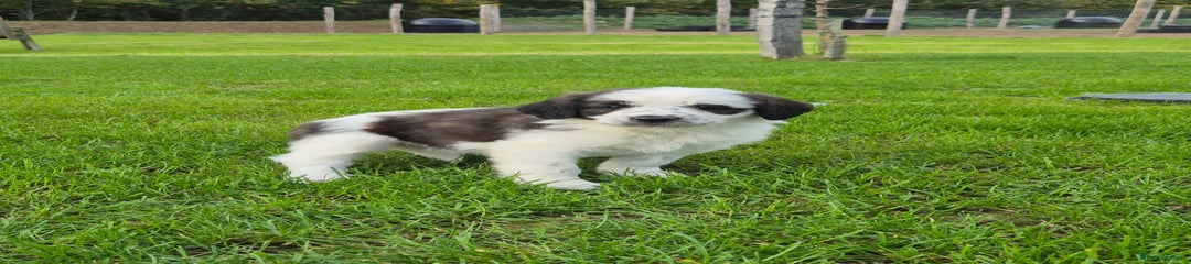 Mixed Breed Puppy 6