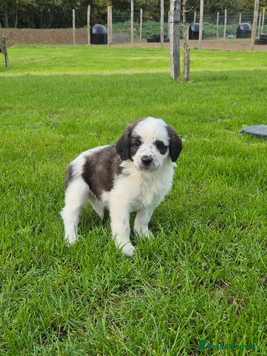 Mixed Breed dogs for sale: St Bernard Cross Puppies - Image 6