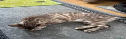 Bengal cats for sale: Snow Lynx Bengal Male kitten - Advert 5