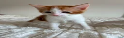 Mixed Breed cats for sale: Adorable Domestic Kittens for sale  - Advert 2