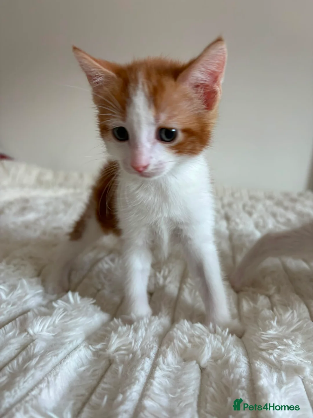 Mixed Breed cats for sale: Adorable Domestic Kittens for sale  - Advert 2