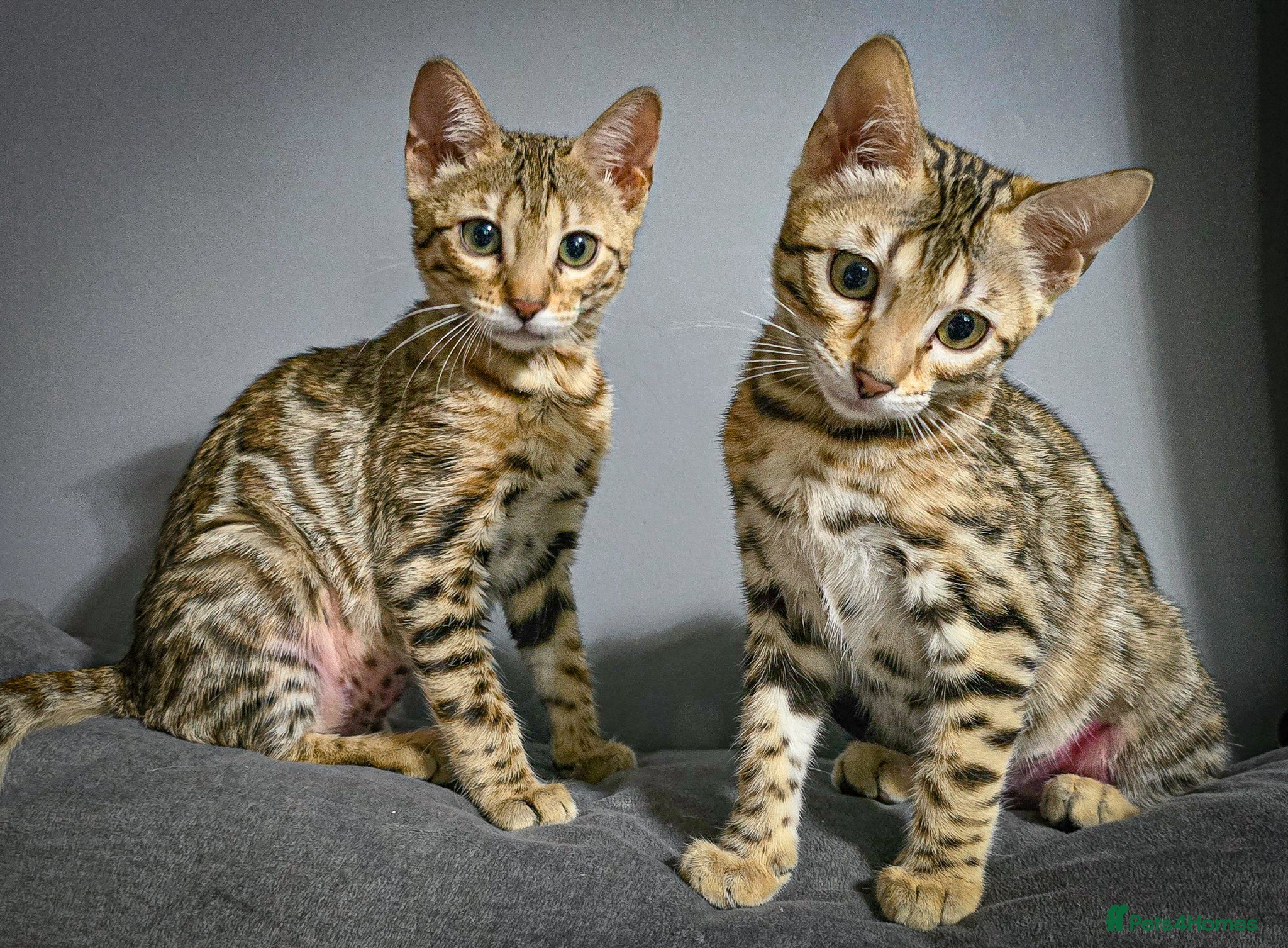 Bengal cats Ready NOW 2 girls and boy ready from middle May - Advert 9