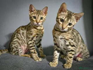 Bengal cats Ready NOW 2 girls and boy ready from middle May - Advert 18