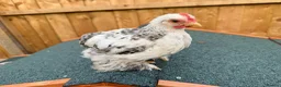 Chickens poultry for sale: Selection of Pekin Bantam and mixed breed chickens - Advert 8