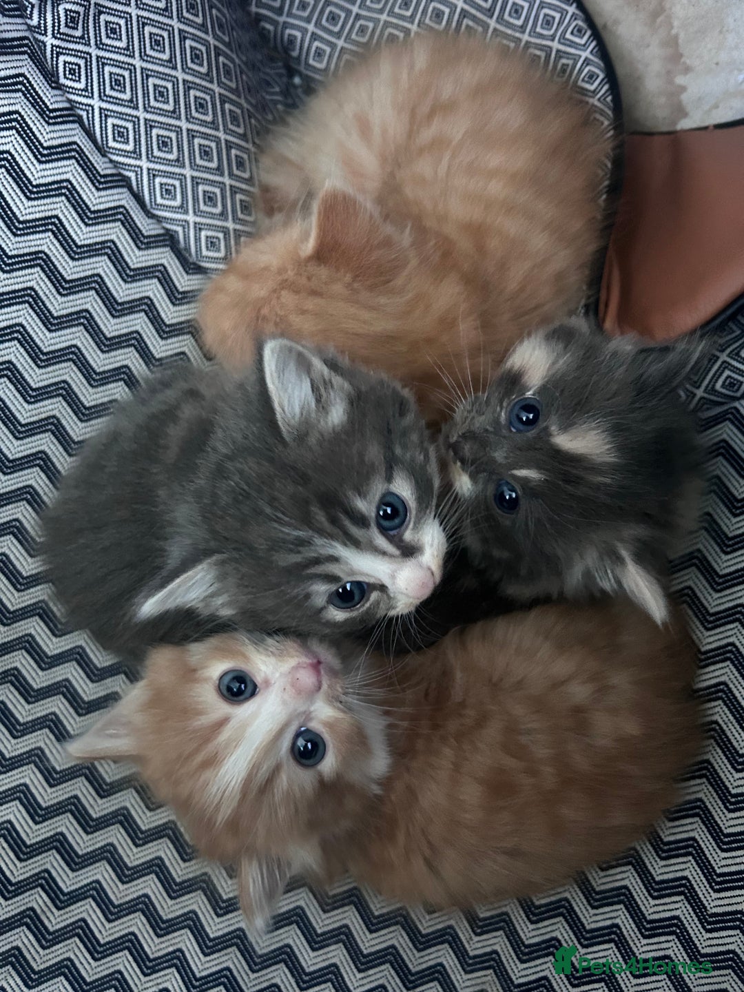 Mixed Breed cats for sale: Two male ginger kittens one female grey and beige  - Image 2