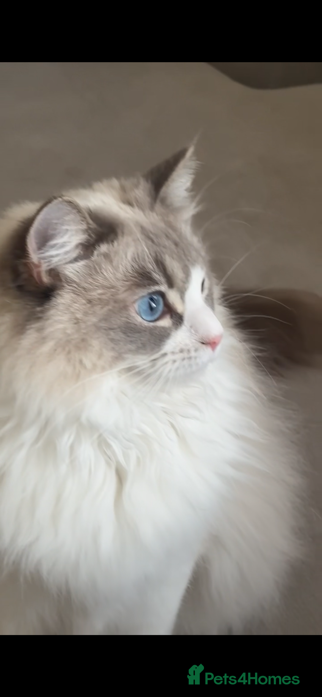 Ragdoll cats for sale: RAGDOLL - Advert 1