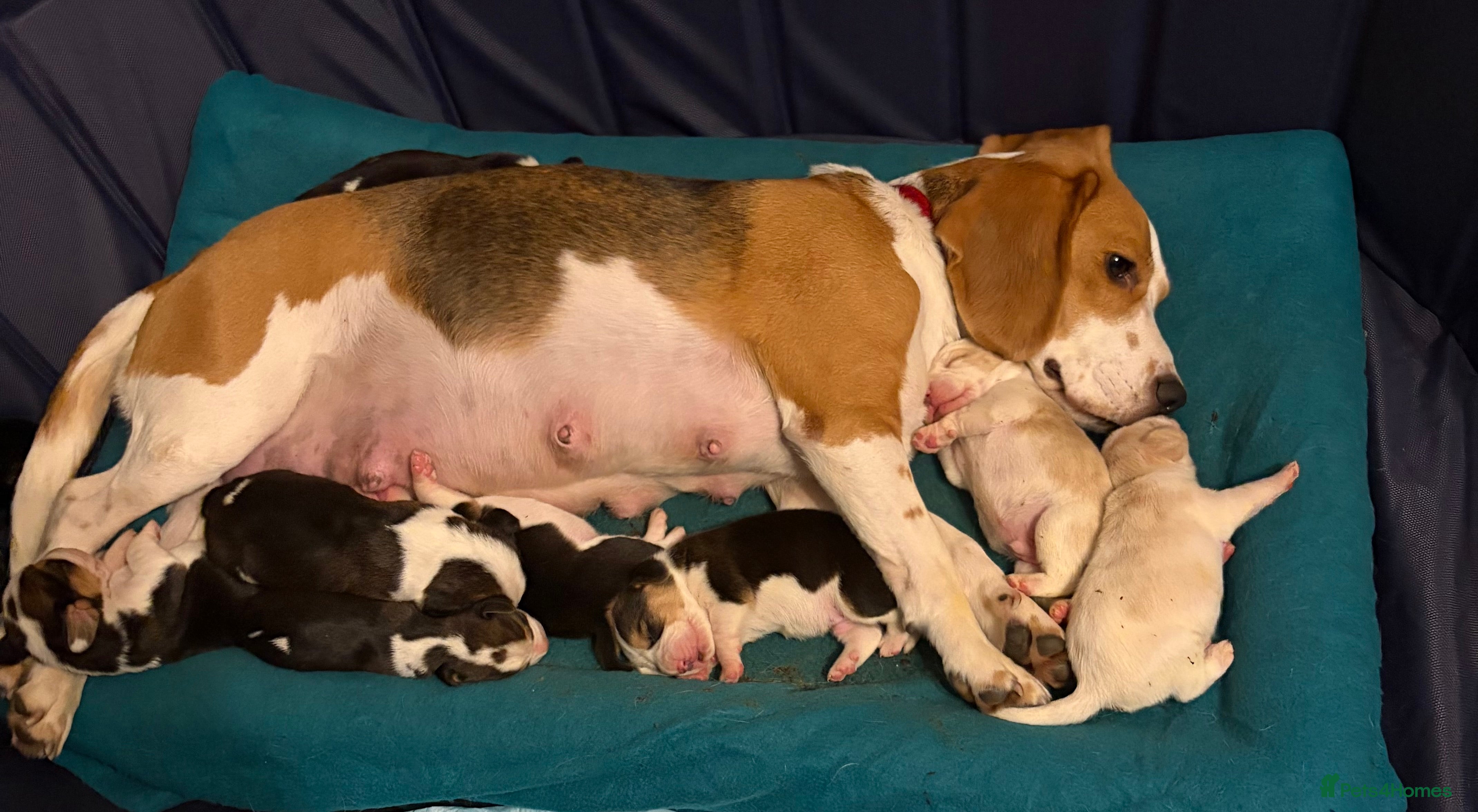 Beagle dogs Beagle puppies - Advert 1