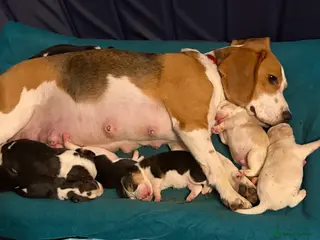 Beagle dogs Beagle puppies - Advert 1