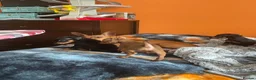 Miniature Pinscher dogs for sale: 🐾 Adorable Miniature Pinscher Puppies . - Advert 6