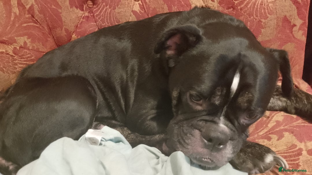 Dorset Olde Tyme Bulldogge dogs for sale: The BEST Companion you'll ever have, Diesel 💕 - Image 2