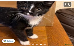 Mixed Breed cats for sale: Female kitten  - Image 1