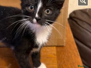 Mixed Breed cats Female kitten - Advert 16