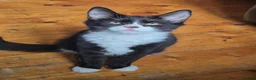 Mixed Breed cats for sale: Kittens: 1 ginger/white girl & 1 black/ white male - Advert 10