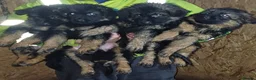 German Shepherd dogs for sale: Long-haired German sheperd puppies - Advert 13