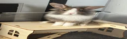 Mixed Breed rabbits for sale: Adorable Bunnies Looking for Their Forever Homes in Colchester - Advert 8