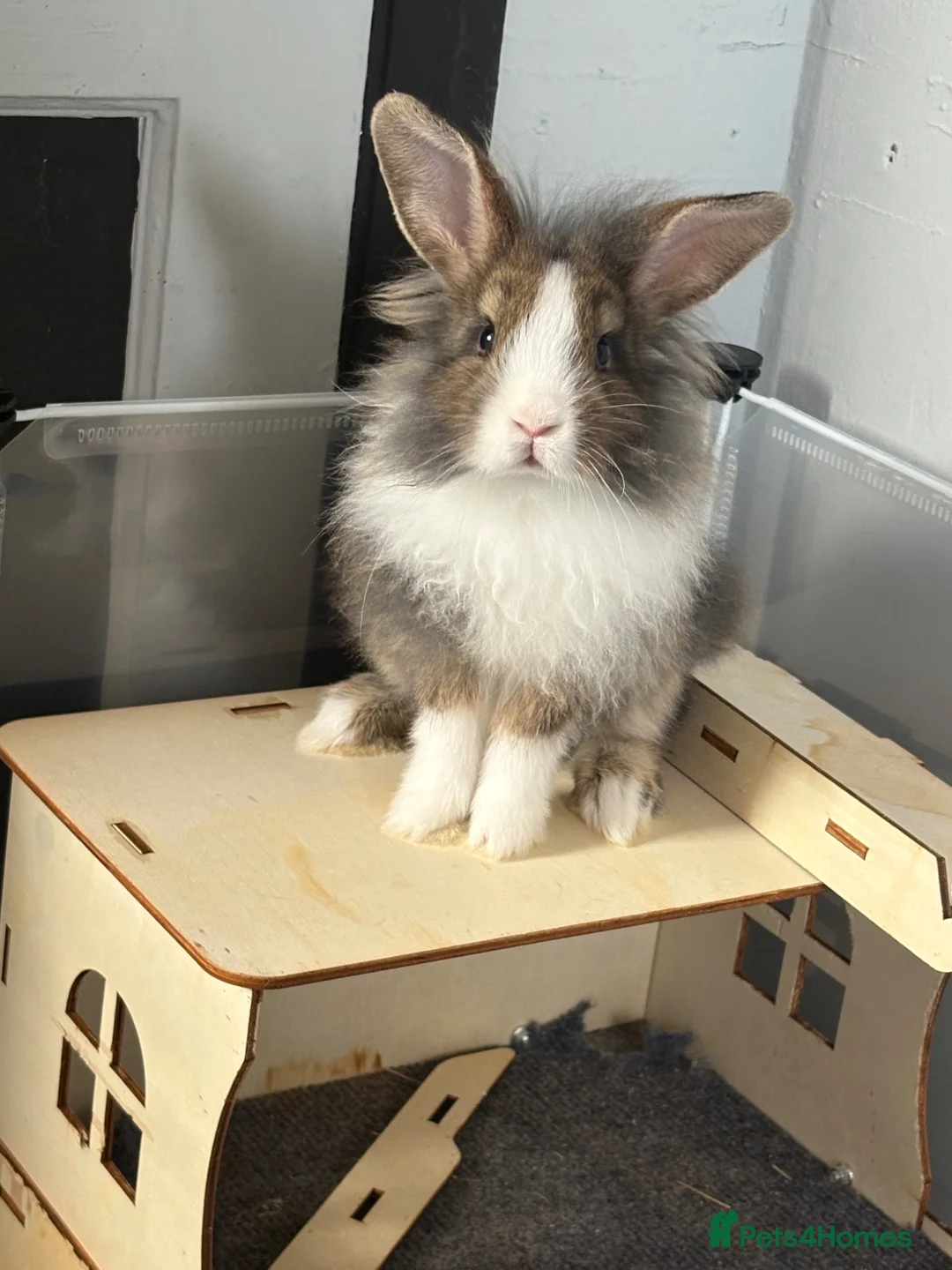 Mixed Breed rabbits for sale: Adorable Bunnies Looking for Their Forever Homes in Colchester - Advert 8