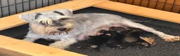 Miniature Schnauzer dogs for sale: 🐾 KC Registered Miniature Schnauzer Puppies 🐾 - Advert 1