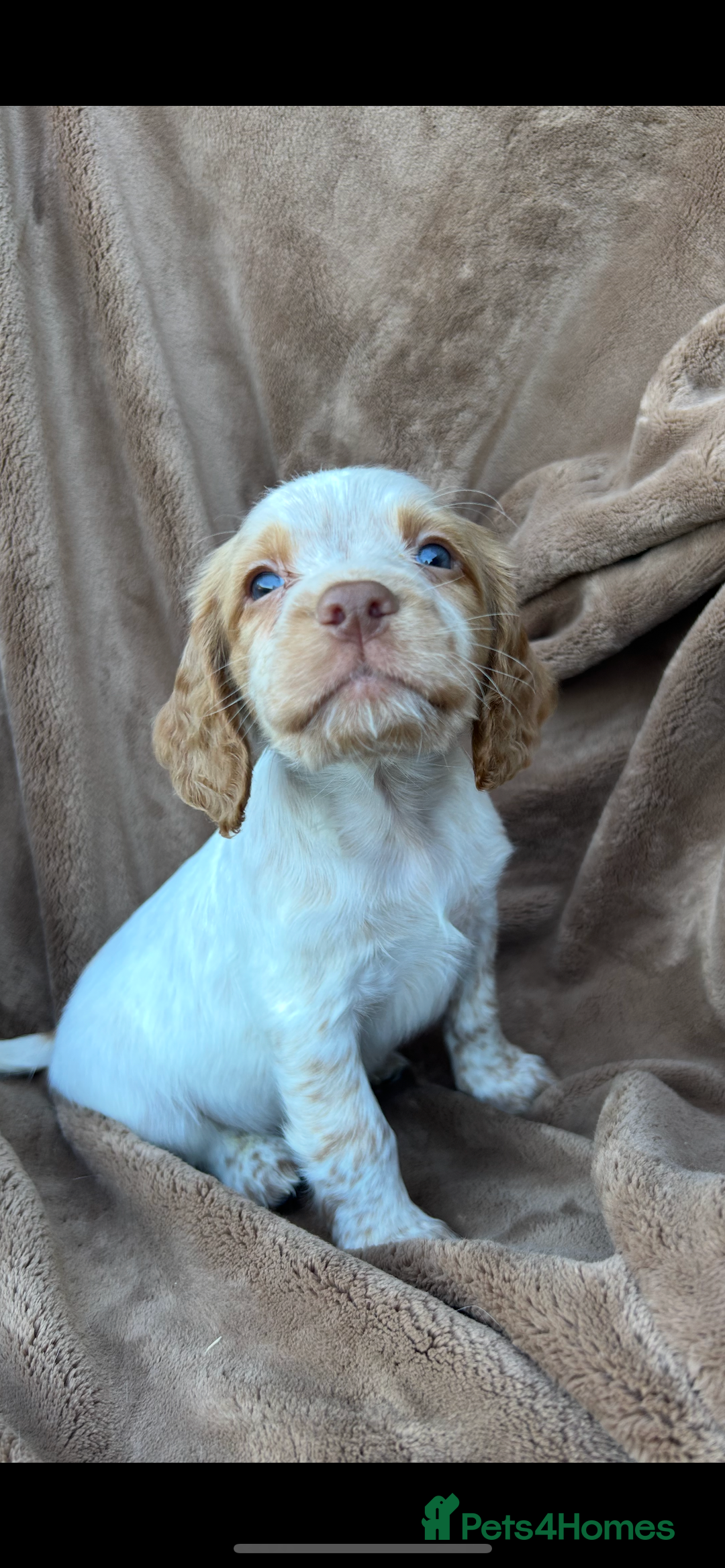 Cocker Spaniel dogs for sale: Gorgeous kc registered cocker spaniel puppies - Image 7